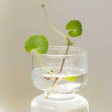 Beauty of Joseon - Centella Asiatica Calming Mask 25ml
