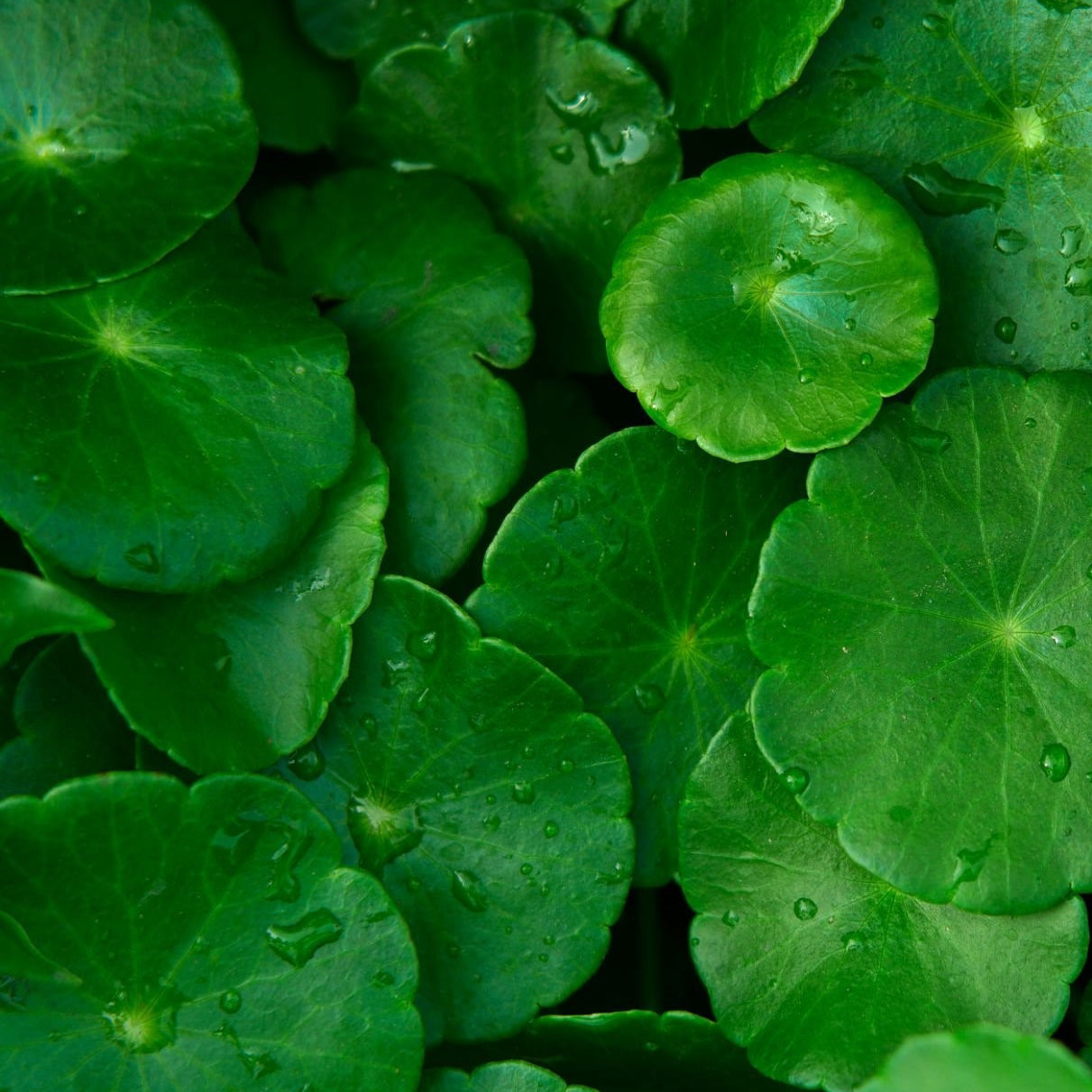 CICA (Centella Asiatica): The Miracle Ingredient for Soothing and Healing Skin
